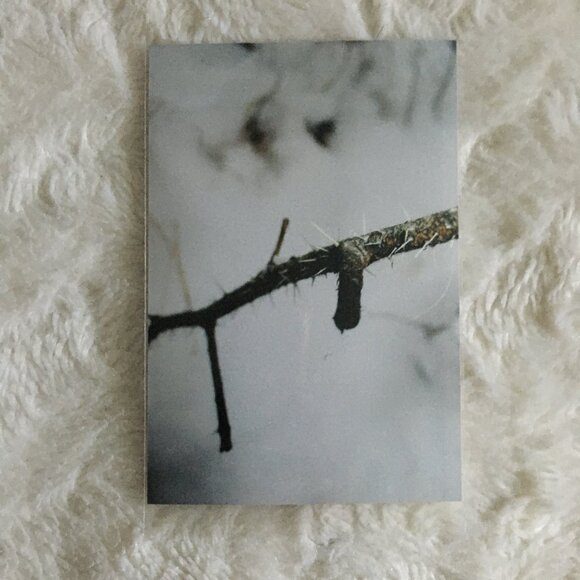 Four Canadian Winter Original Photographs Bark, Twigs, River - Picture 4 of 7